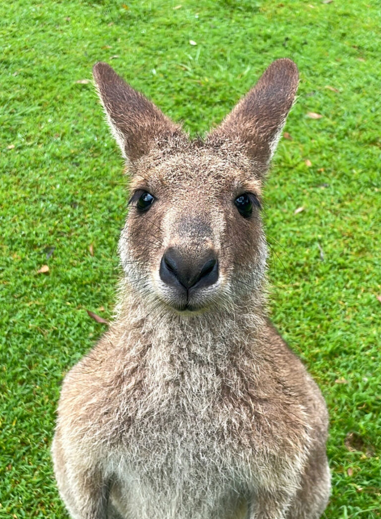 Australië - Brisbane
